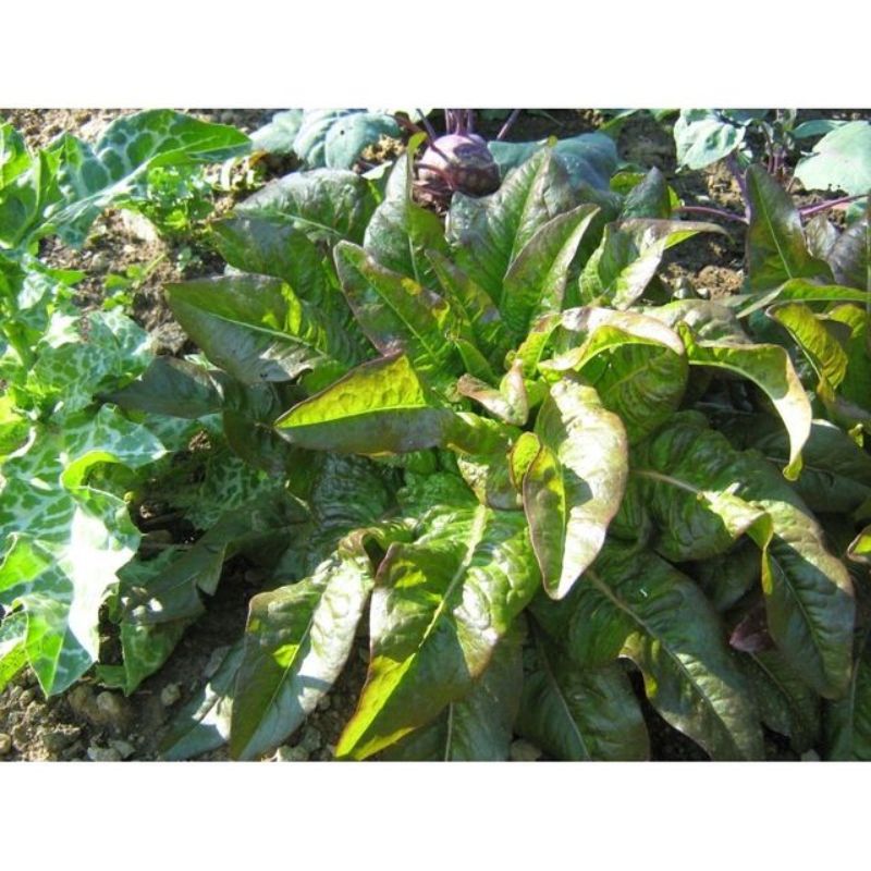 Semailles Laitue à couper oreille du Diable