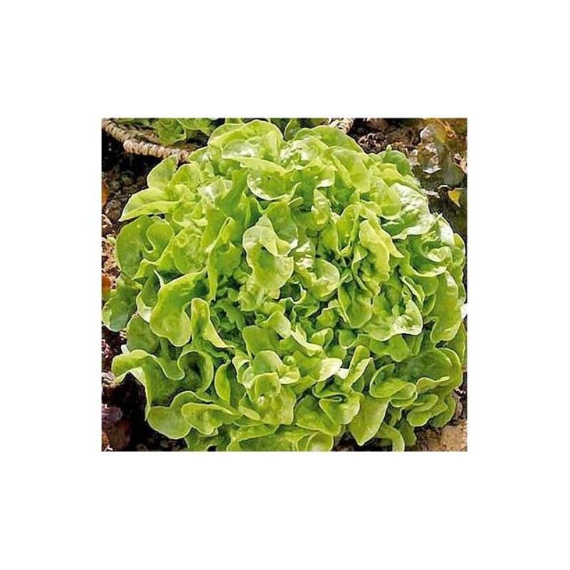 Semailles Laitue à couper Feuille de chêne blonde
