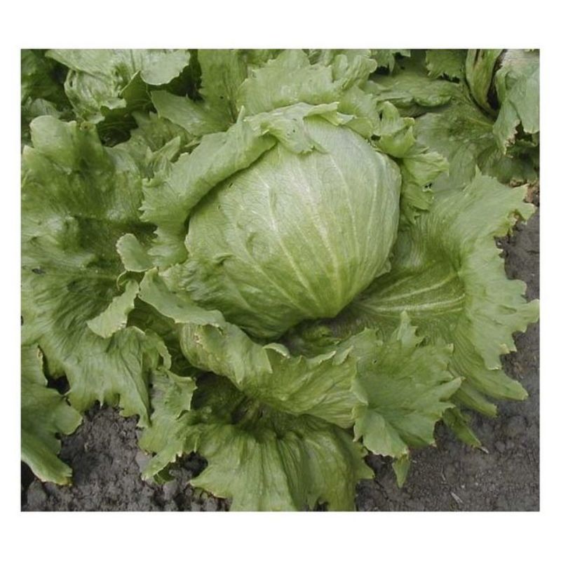 Semailles Laitue Batavia Iceberg "Saladin"