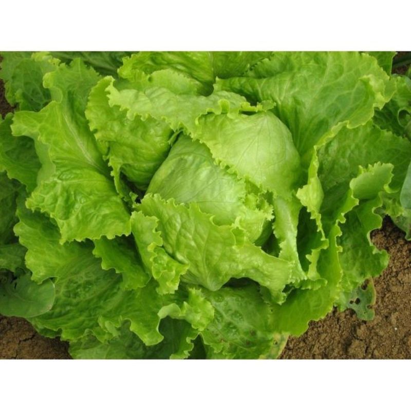 Semailles Laitue Batavia Blonde de Paris