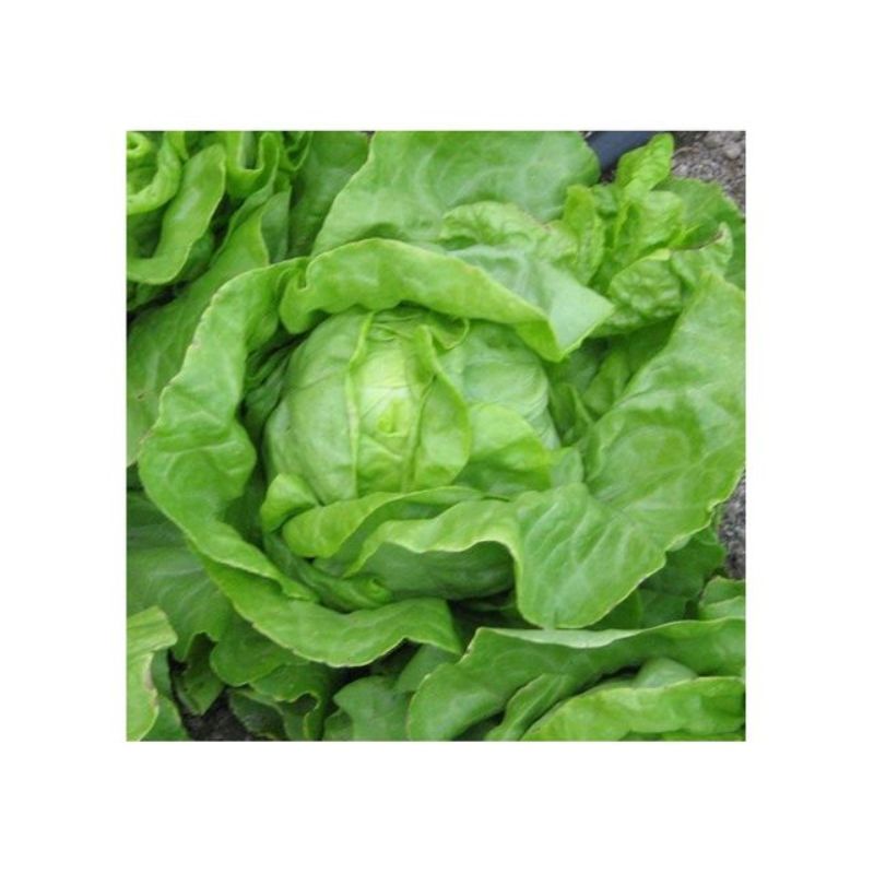 Semailles Laitue pommée Blonde de Laeken