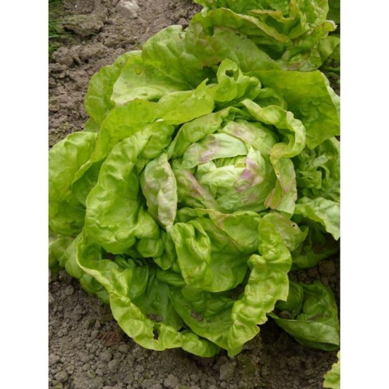 Semailles Laitue pommée de printemps Reine de mai