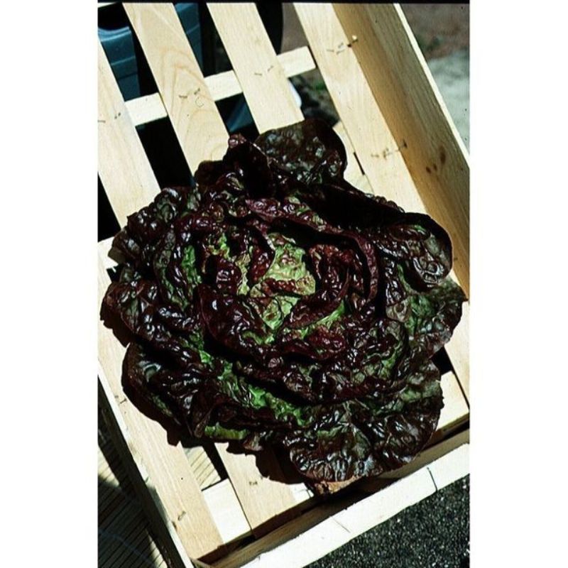 Semailles Laitue pommée Merveille des 4 Saisons