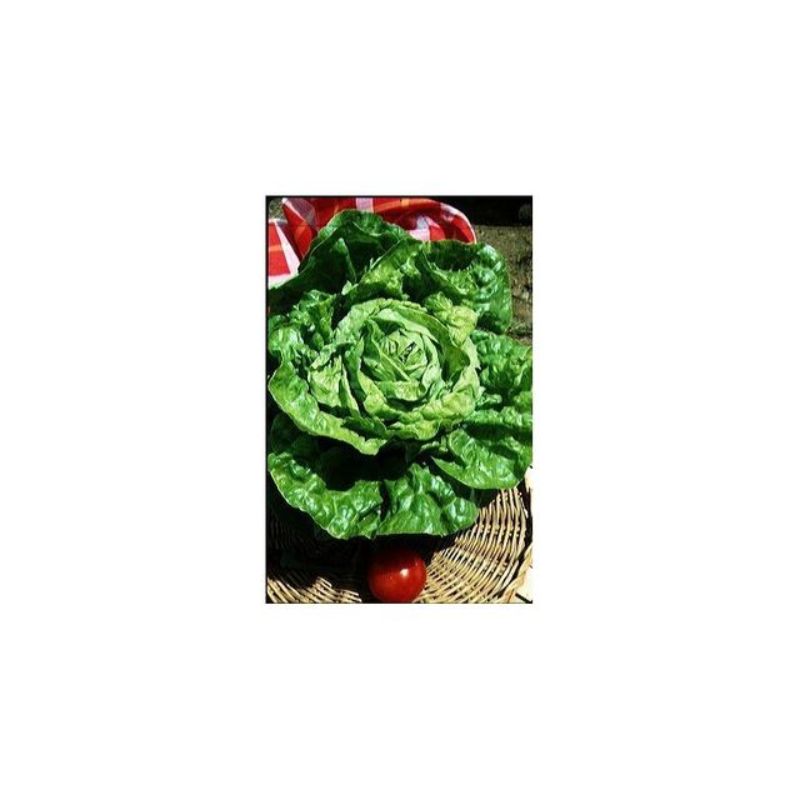 Semailles Laitue pommée d'hiver Merveille d'hiver