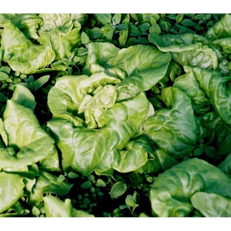 Semailles Laitue pommée Quatre saisons Appia