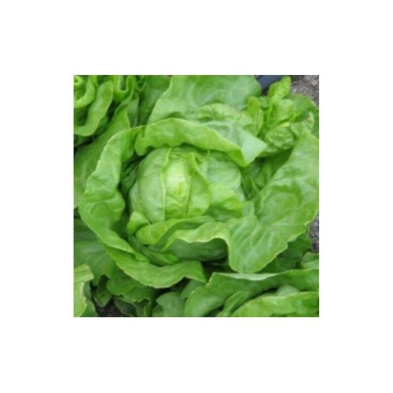 Semailles Laitue pommée d'été Grosse blonde paresseuse