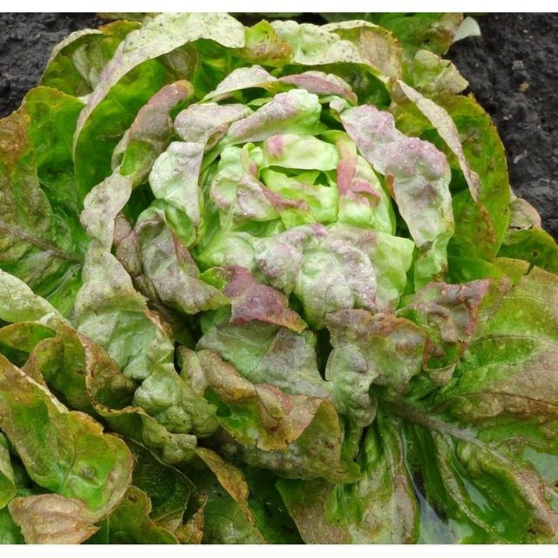 Semailles Laitue pommée d'hiver Passion brune