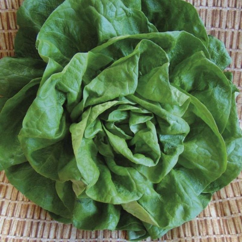 Semailles Laitue pommée d'hiver de Verrières