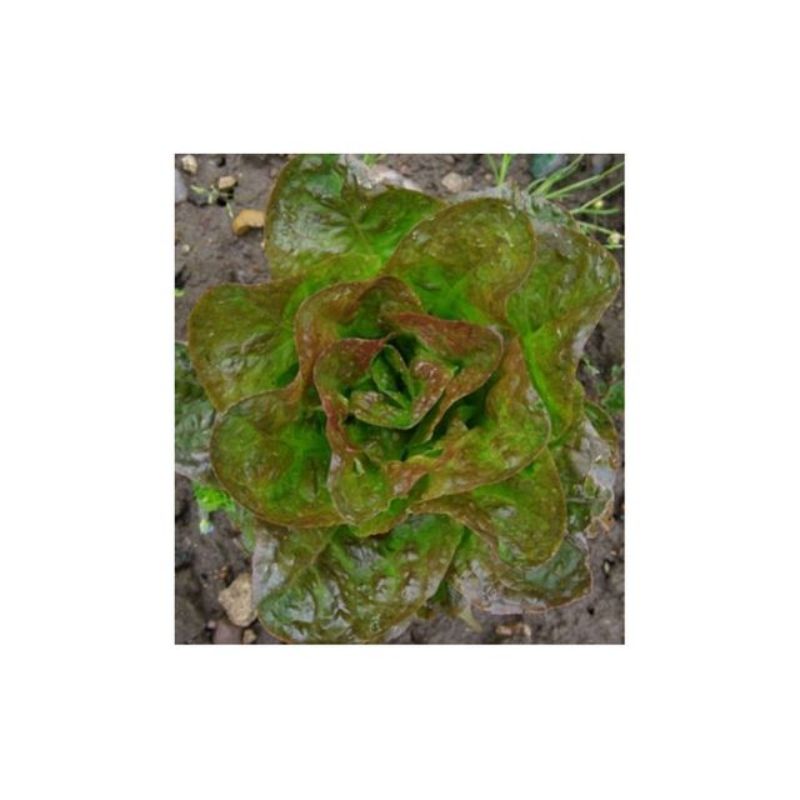 Semailles Laitue pommée d'hiver Baquieu