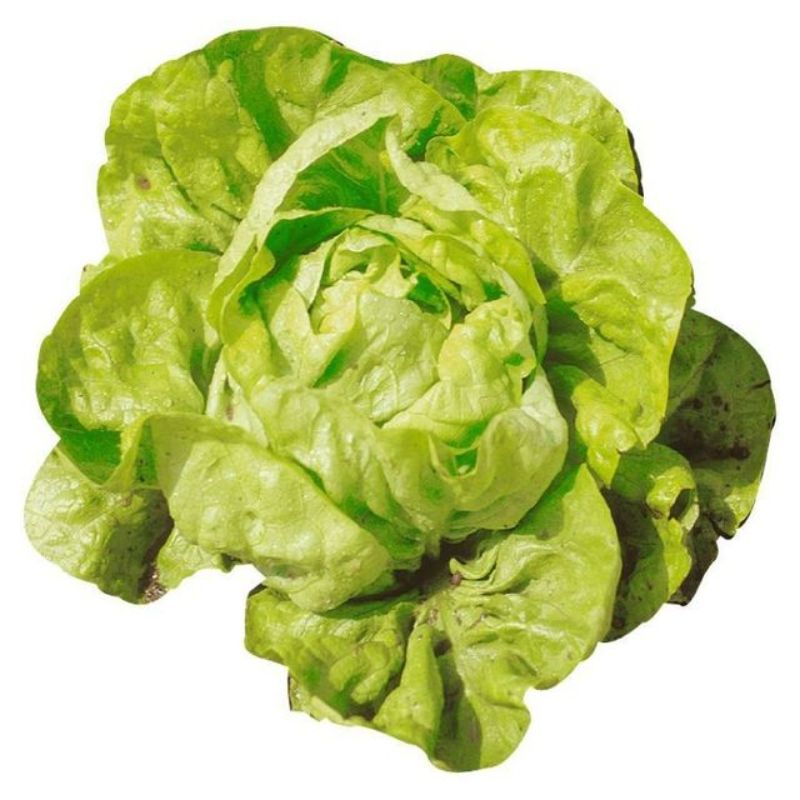 Semailles Laitue pommée d'été Kagraner