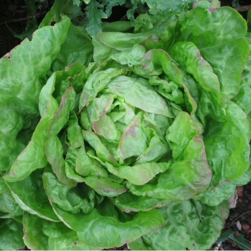 Semailles Laitue pommée Lorthois