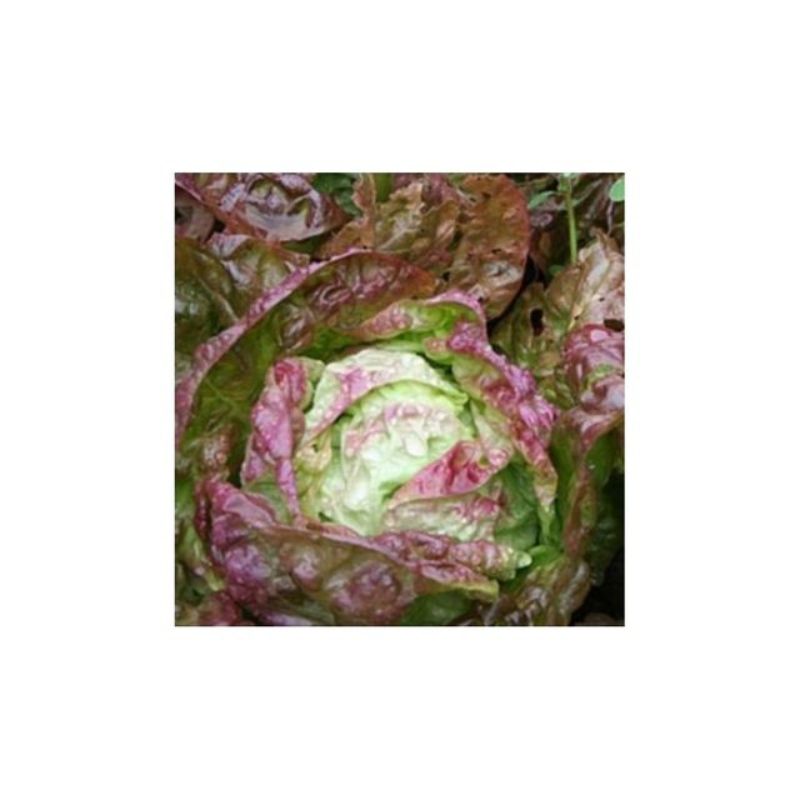 Semailles Laitue pommée d'hiver Grand-Mère à feuilles rouges