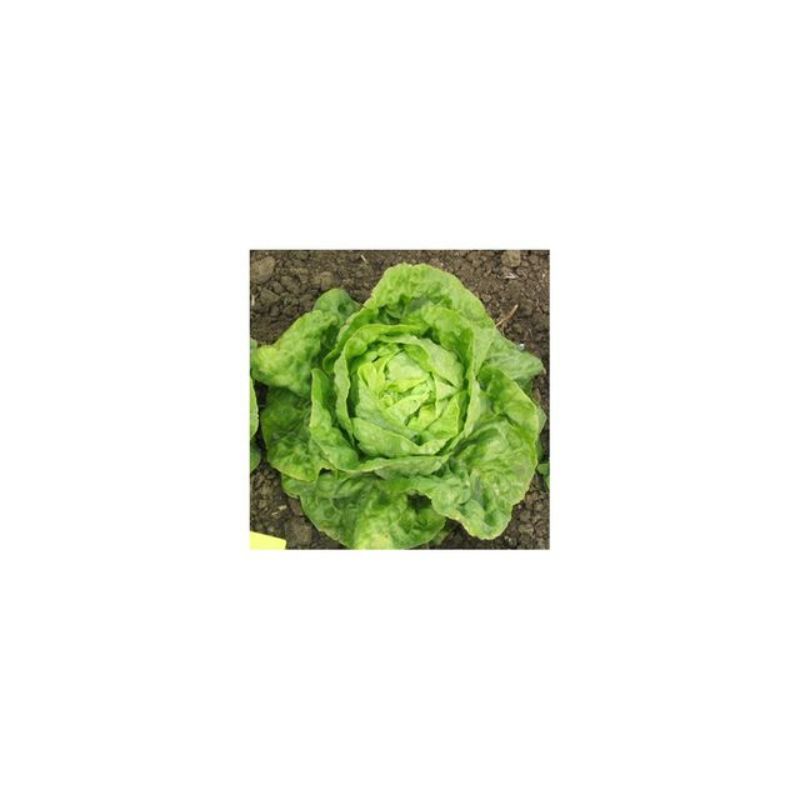 Semailles Laitue pommée Lilloise