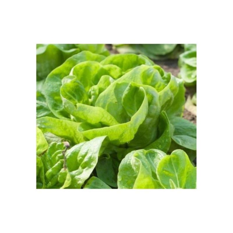 Semailles Laitue pommée de printemps Gotte d'or