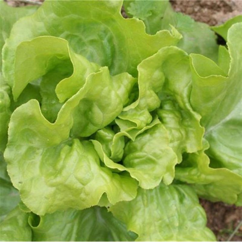Semailles Laitue pommée de printemps Express