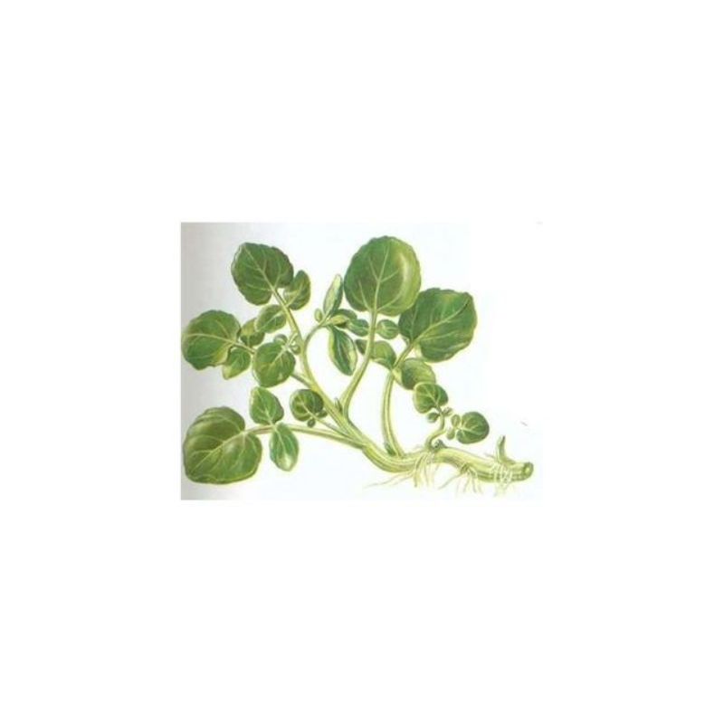 Semailles Cresson de jardin