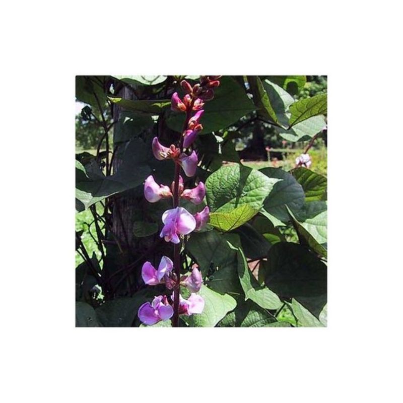 Semailles Dolichos Lablab