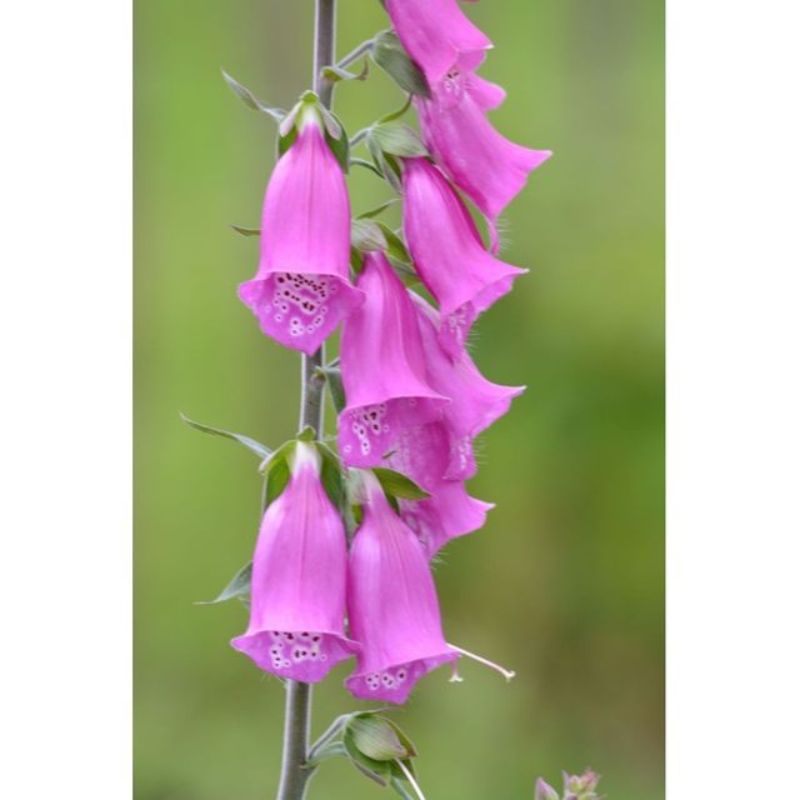 Semailles Digitale pourpre