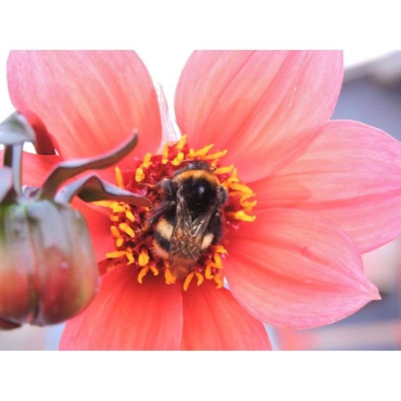 Semailles Dahlia Bishop's Children