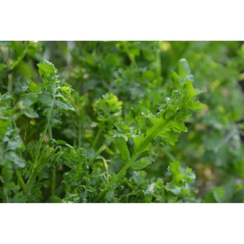 Semailles Cresson Alénois frisé