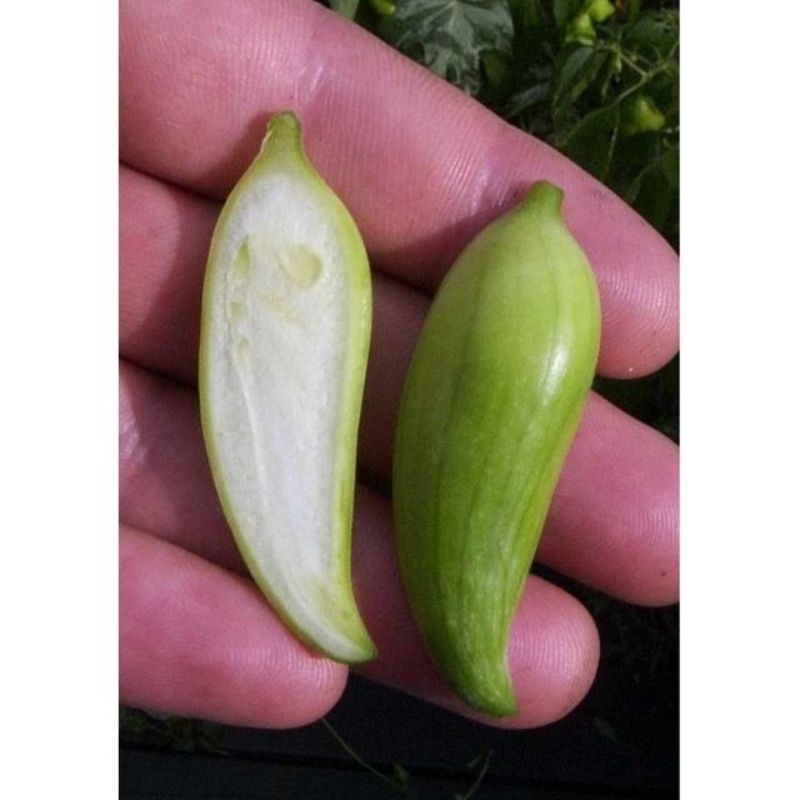 Semailles Concombre grimpant Cyclanthère