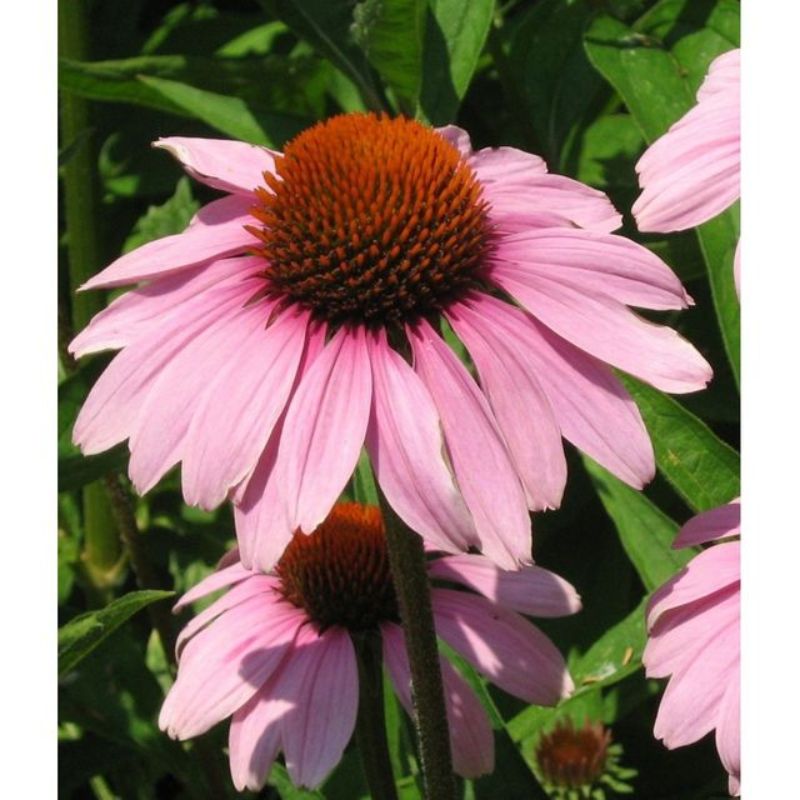 Semailles Echinacea purpurea