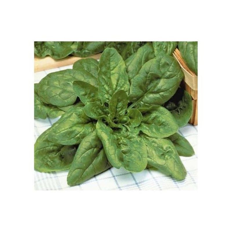 Semailles Epinard Géant d'Hiver