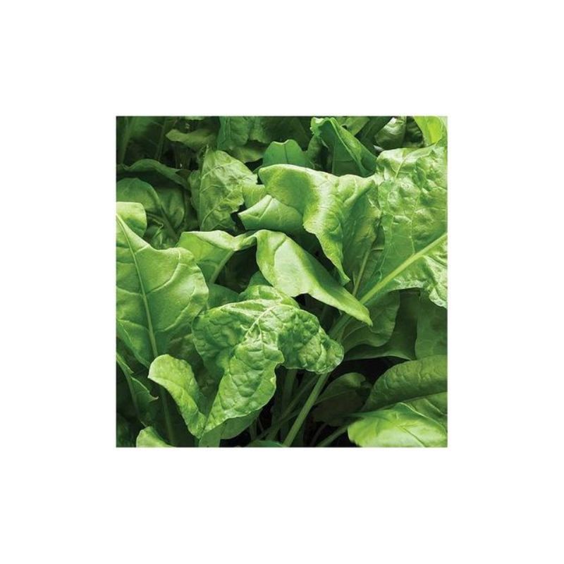 Semailles Epinard Perpétuel