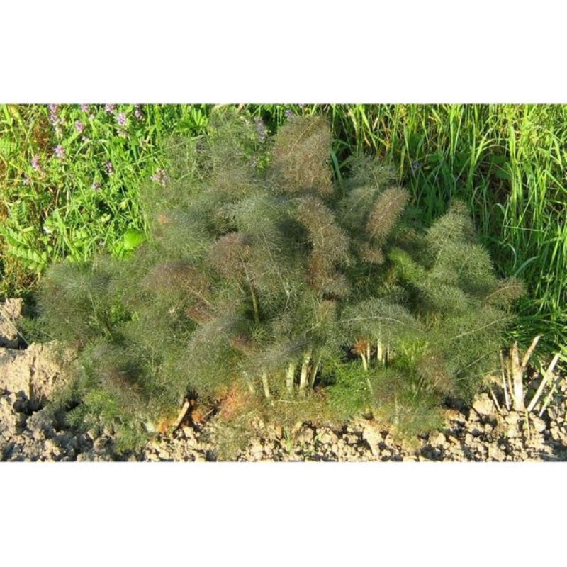 Semailles Fenouil Bronze