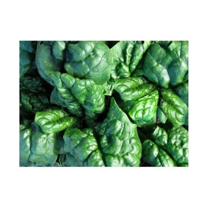 Semailles Epinard Matador