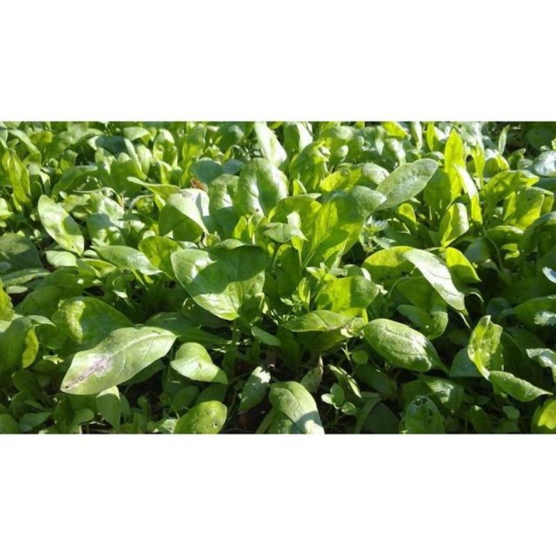 Semailles Epinard (engrais vert)