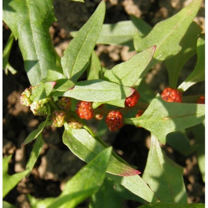 Semailles Epinard Fraise