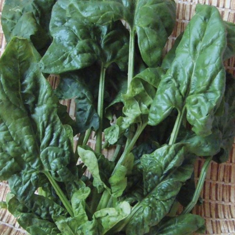 Semailles Epinard Butterflay