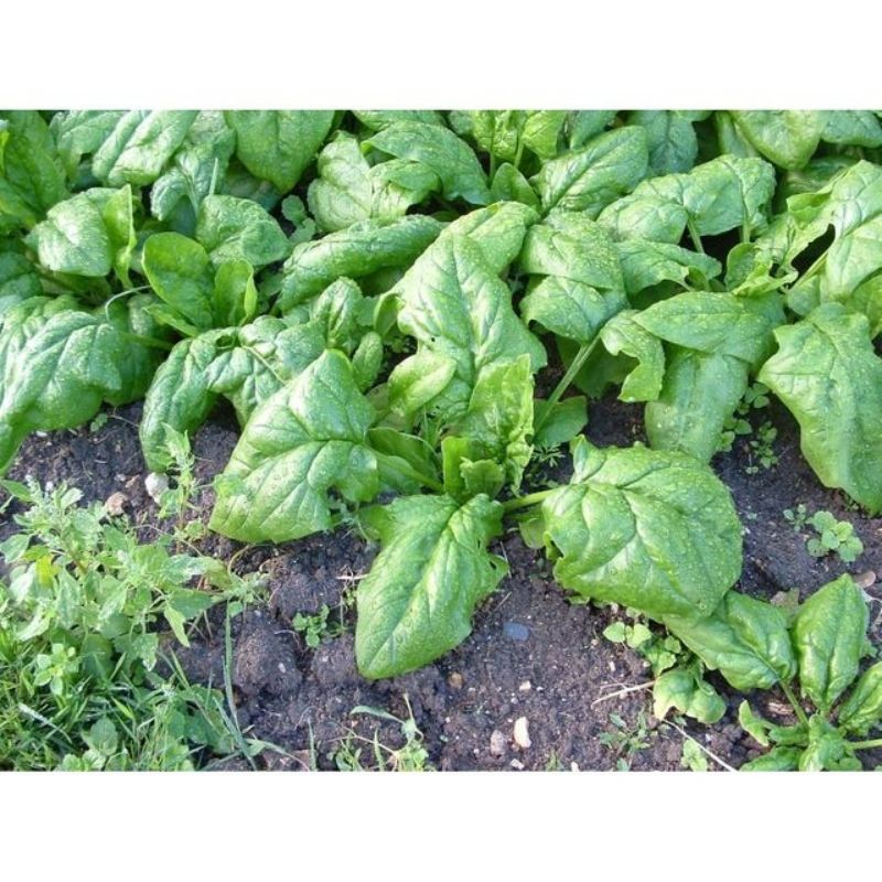 Semailles Epinard Hâtif à grandes feuilles