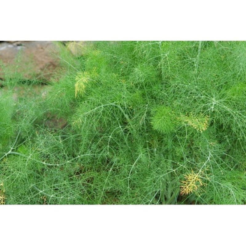 Semailles Fenouil commun