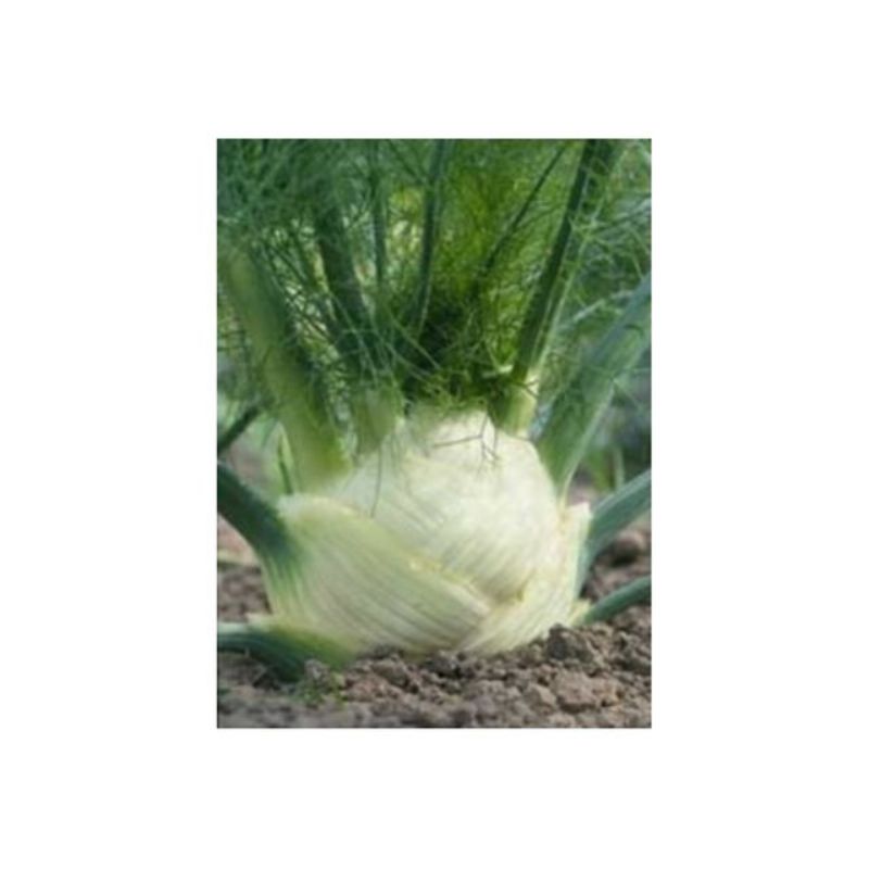 Semailles Fenouil doux Zefa Fino