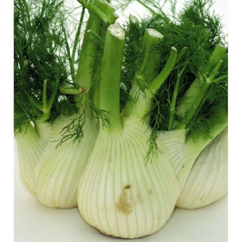 Semailles Fenouil Zefa Tardo