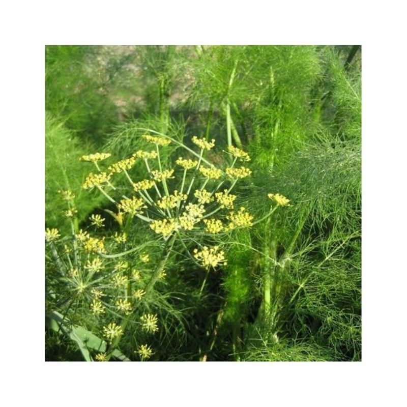 Semailles Fenouil sauvage