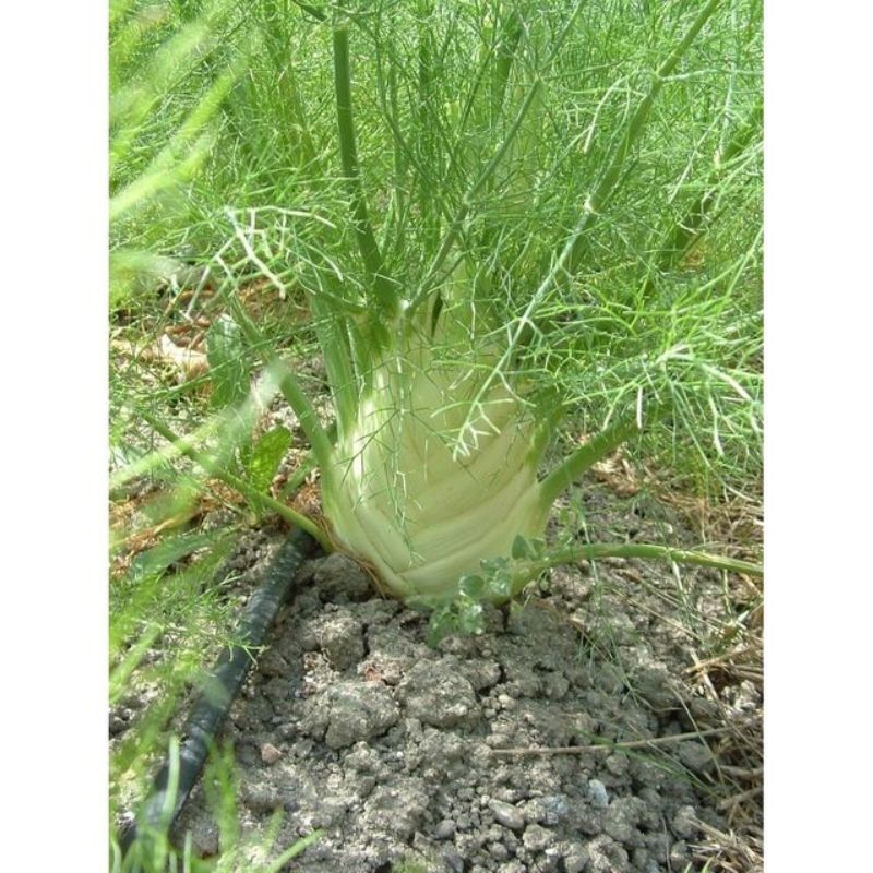 Semailles Fenouil Doux précoce d'été