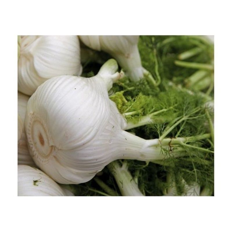 Semailles Fenouil doux Selma