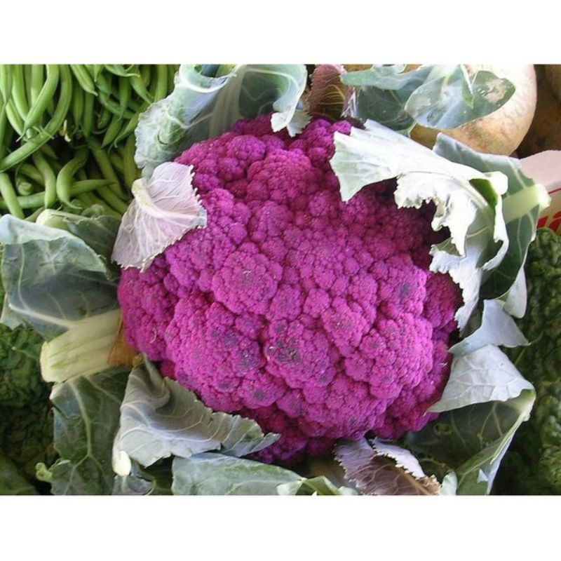 Semailles Chou brocoli violet du Cap
