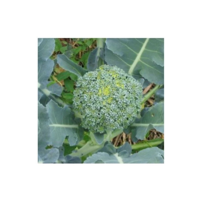 Semailles Chou brocoli à jets vert Calabrais