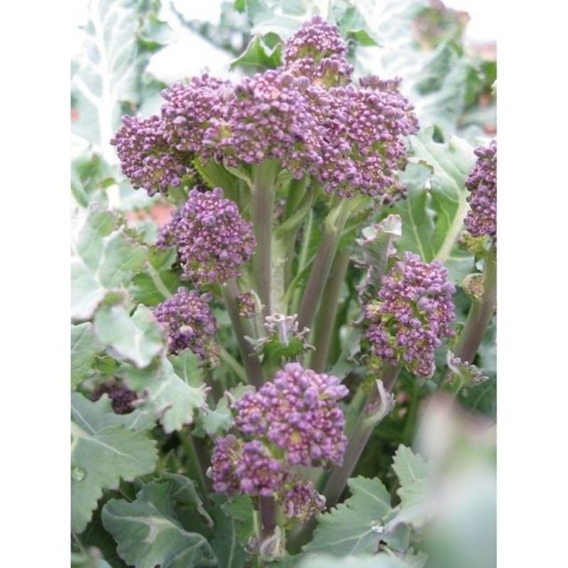 Semailles Chou brocoli à jets violets