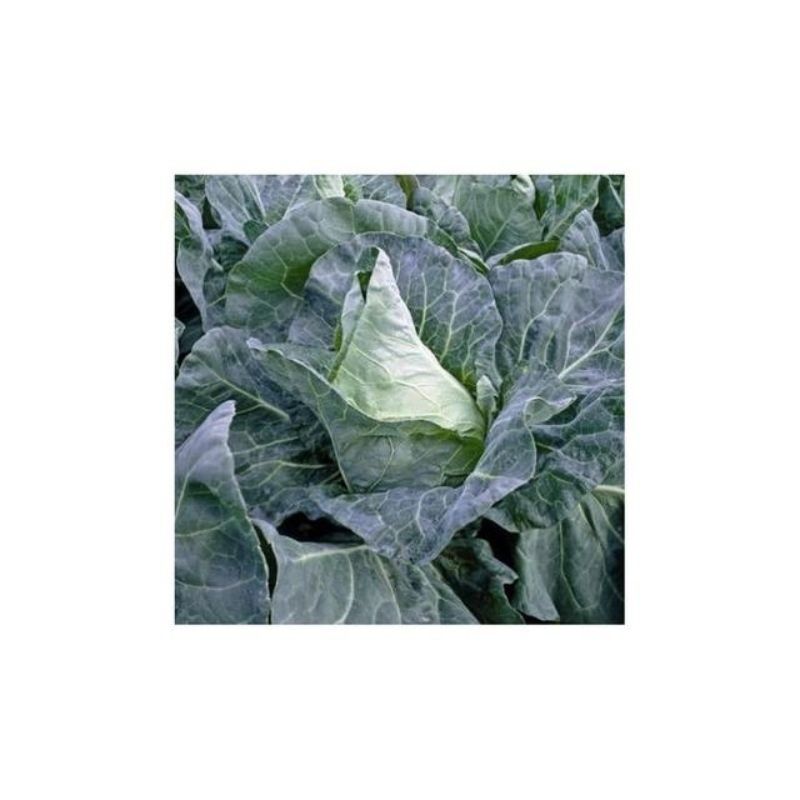 Semailles Chou Cabus pointu blanc de Châteaurenard