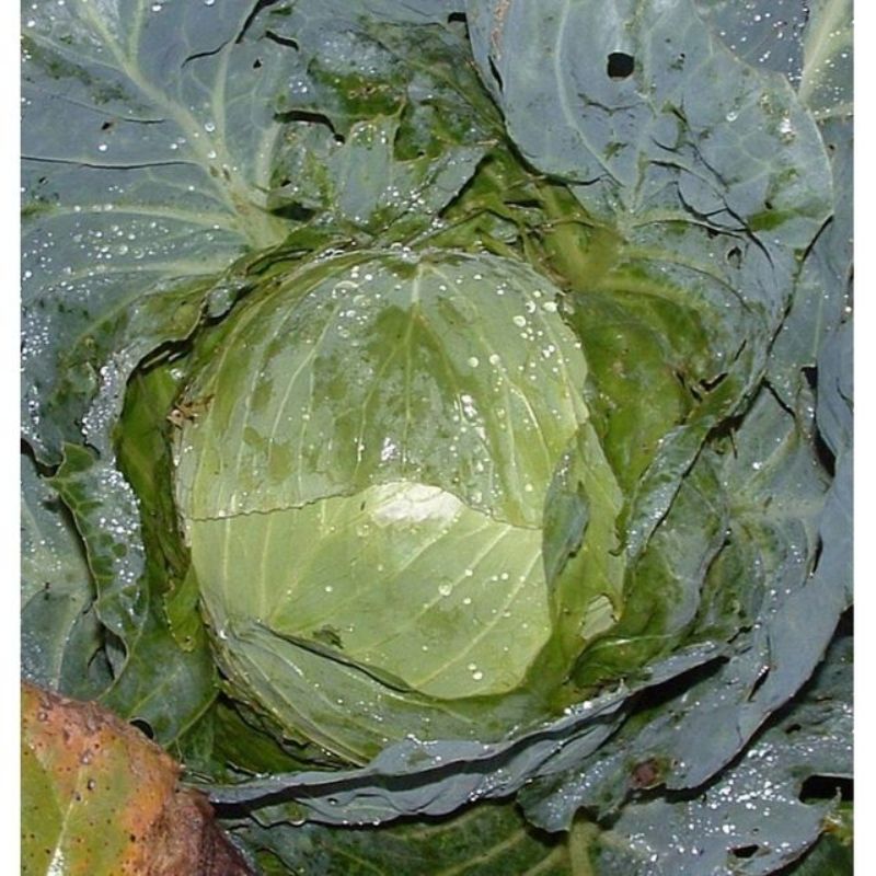 Semailles Chou Cabus blanc Holsteiner platter