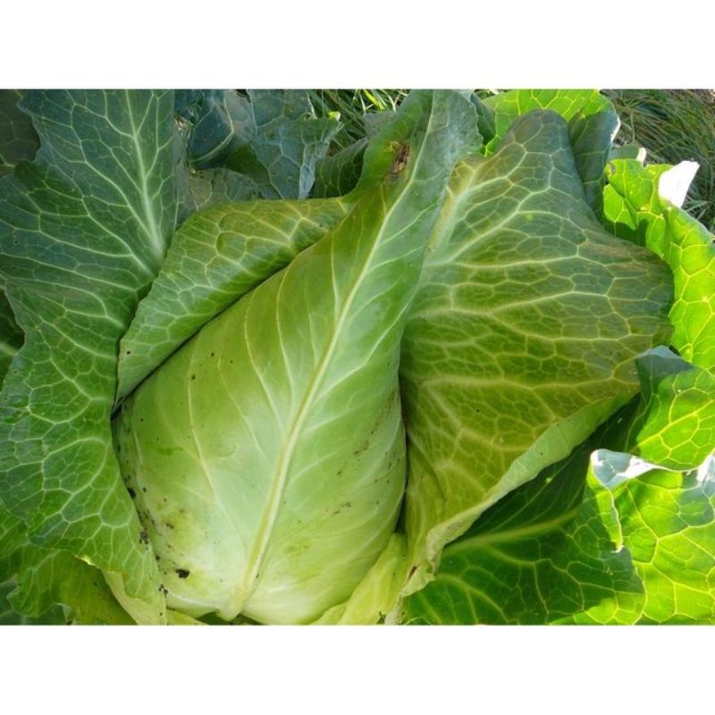 Semailles Chou Cabus pointu blanc Filderkraut