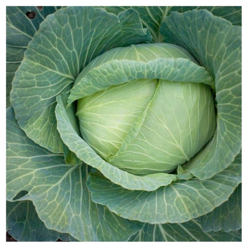 Semailles Chou Cabus de Brunswick