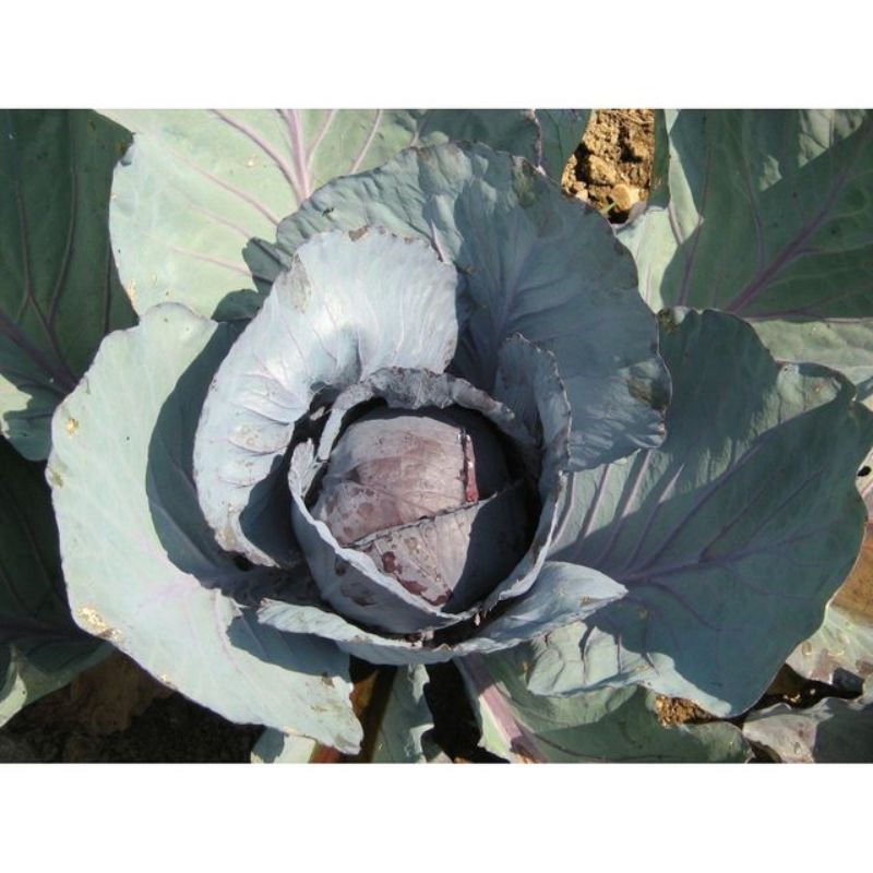 Semailles Chou Cabus rouge de Langedijk