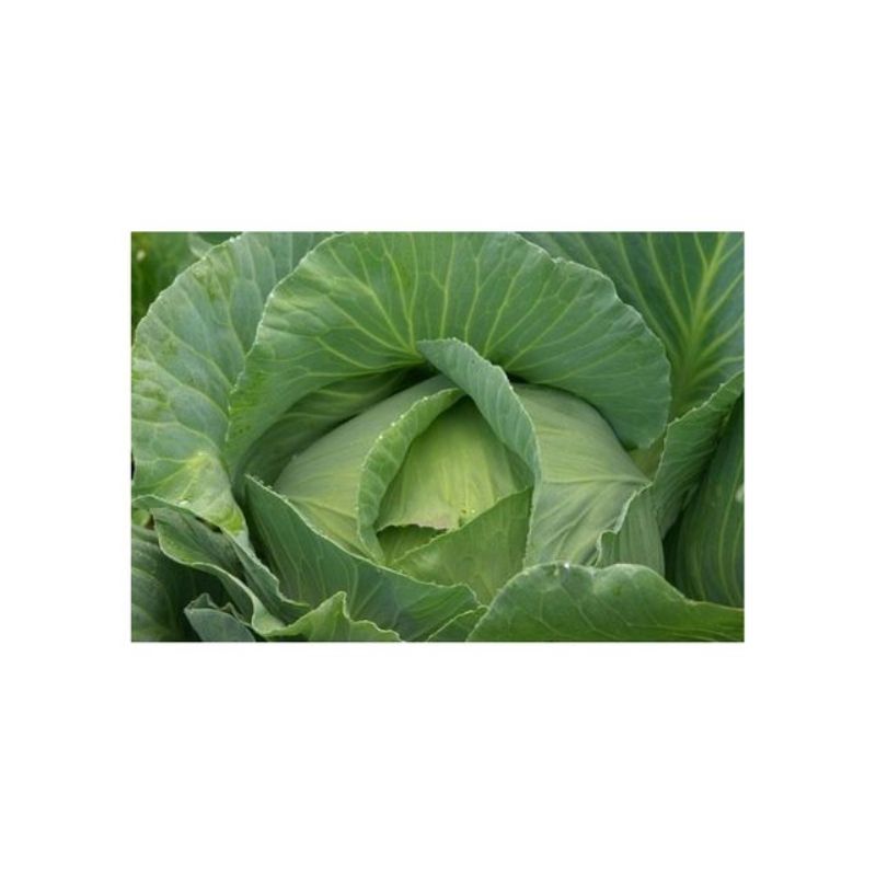 Semailles Chou Cabus Quintal d'Alsace