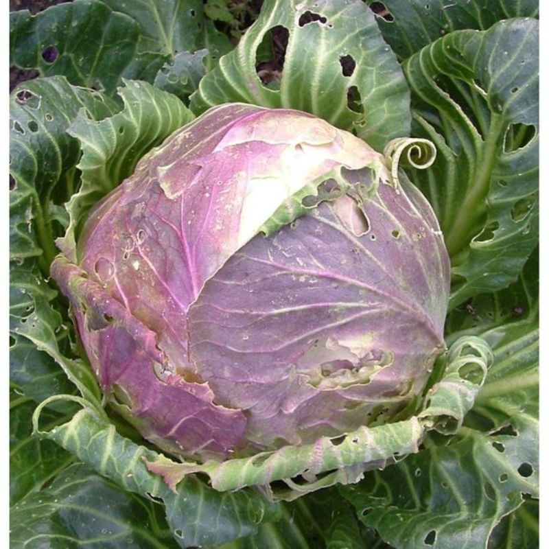 Semailles Chou Cabus de Vaugirard